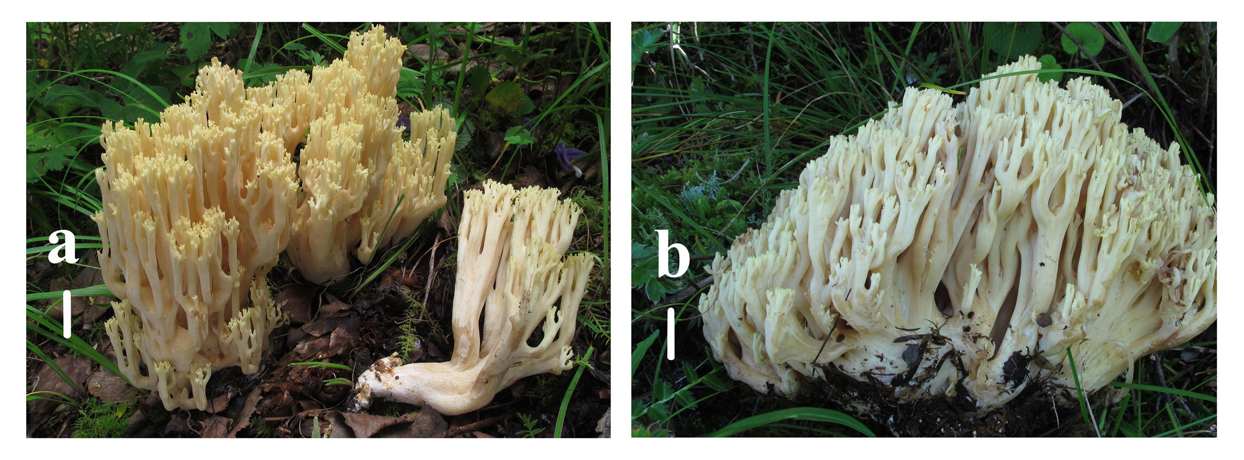 Figure 23